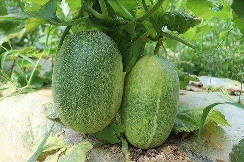 免费吃哈密瓜,夏日甜蜜福利来袭! 第3张 免费吃哈密瓜,夏日甜蜜福利来袭! 第3张