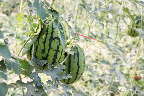 东北吃瓜网红,揭秘东北美食背后的故事  第3张
