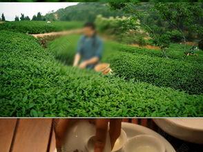 茶叶爆料视频大全下载,视频大全带你领略茶香魅力  第3张